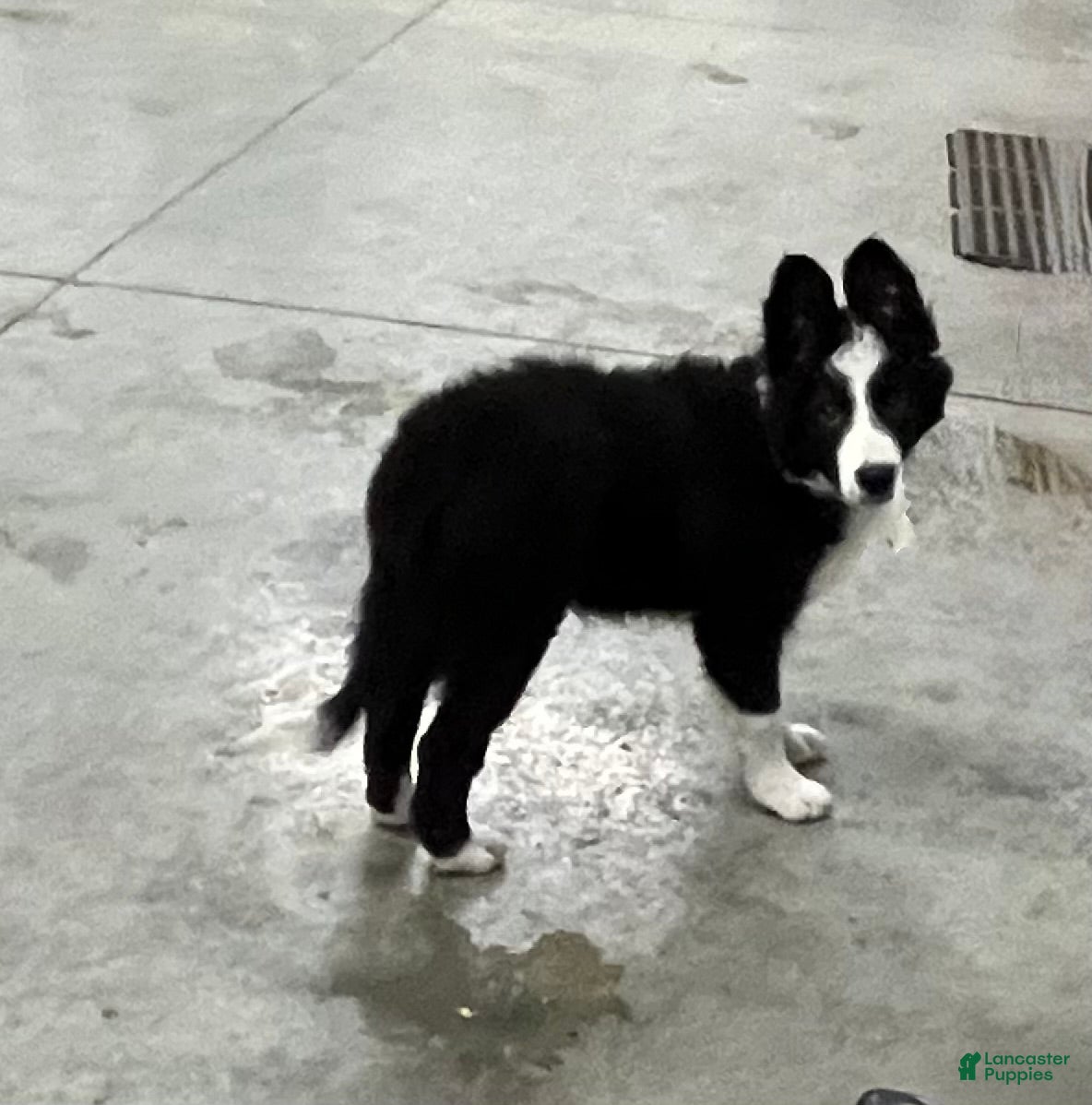 Border Collie dogs for sale: Border Collie 4 - Ad 1