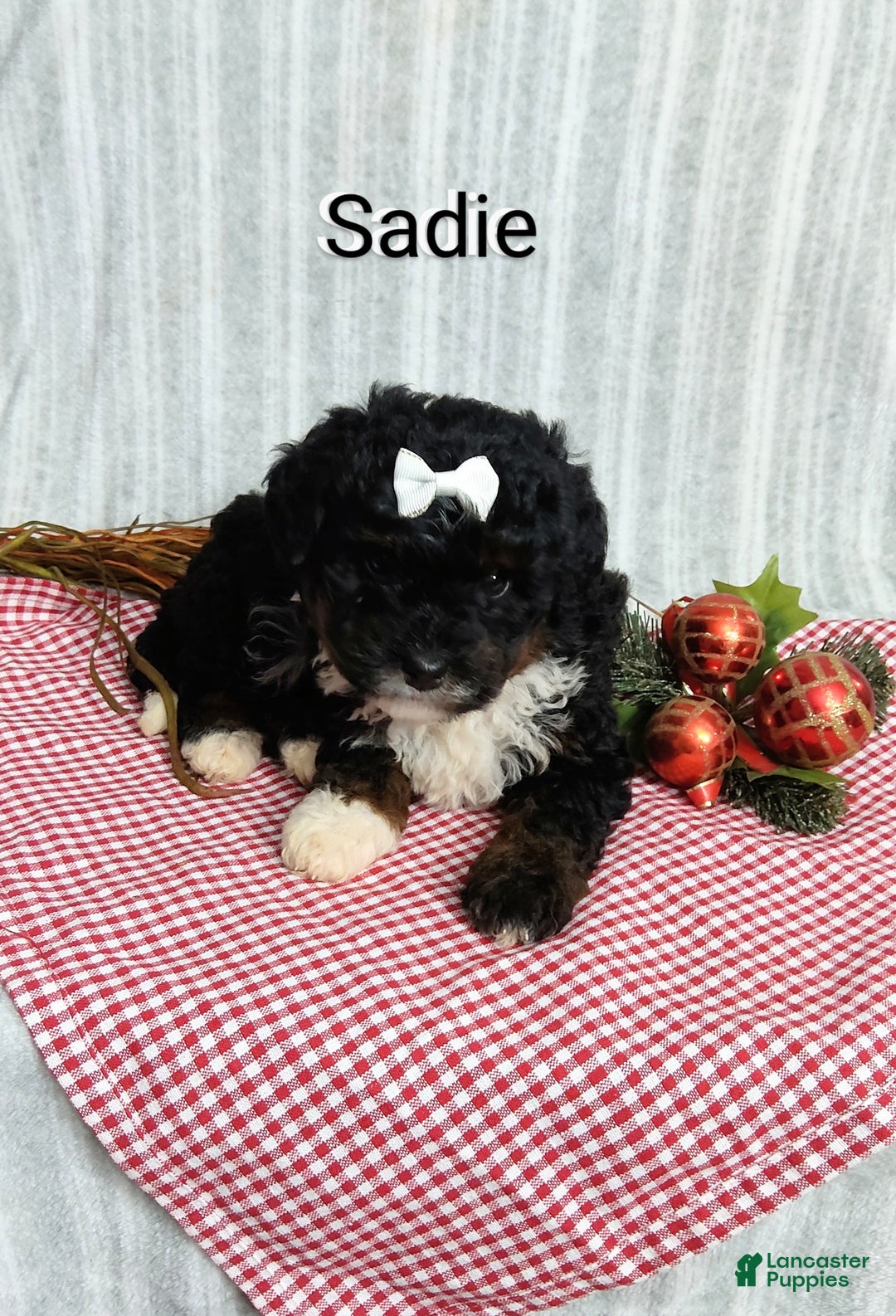 Mini Bernedoodle dogs for sale:  Sadie  - Ad 3