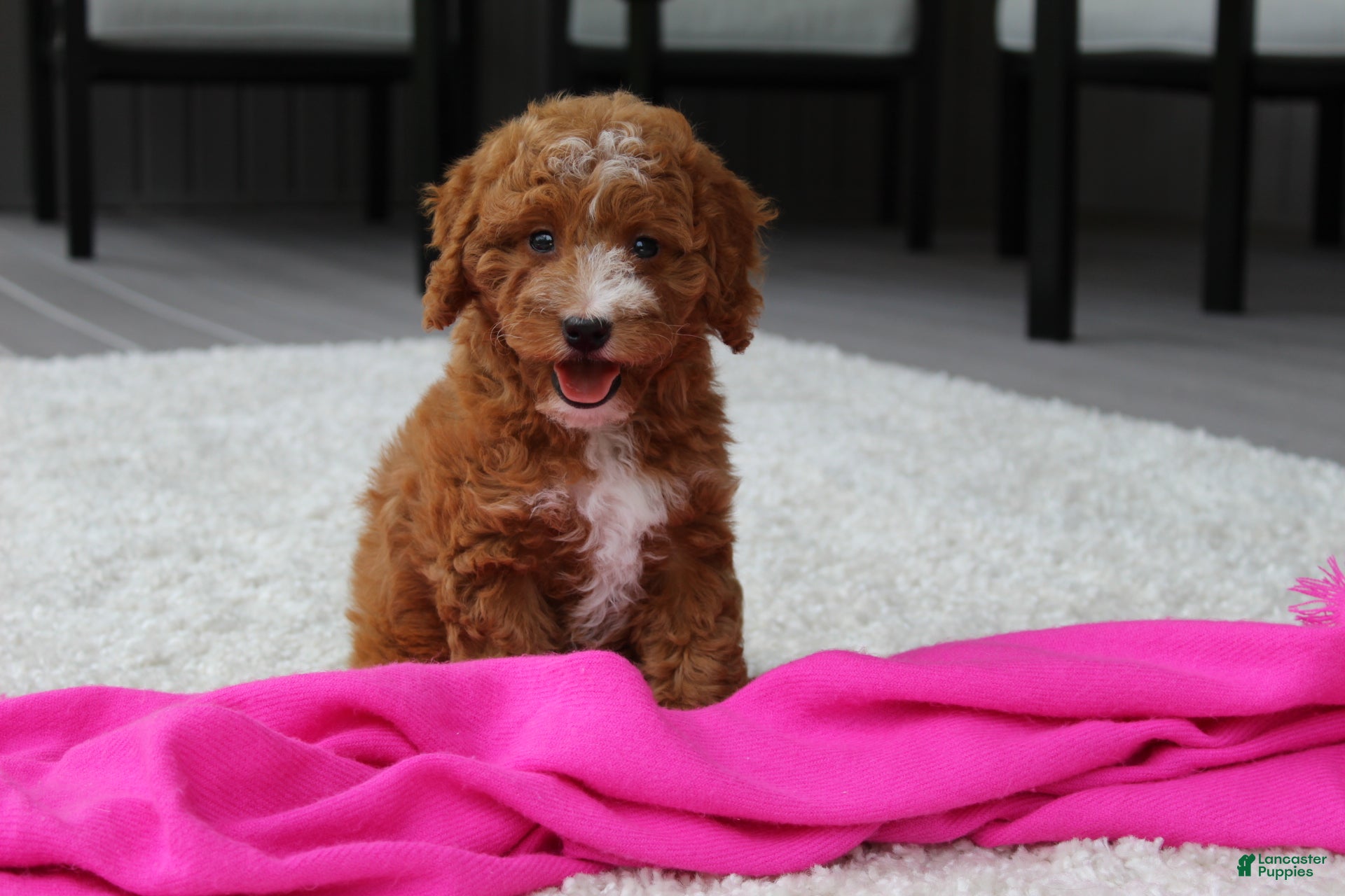 Cavapoochon dogs Millie - Ad 2