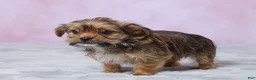 Shorkie dogs for sale: Lala - Ad 5