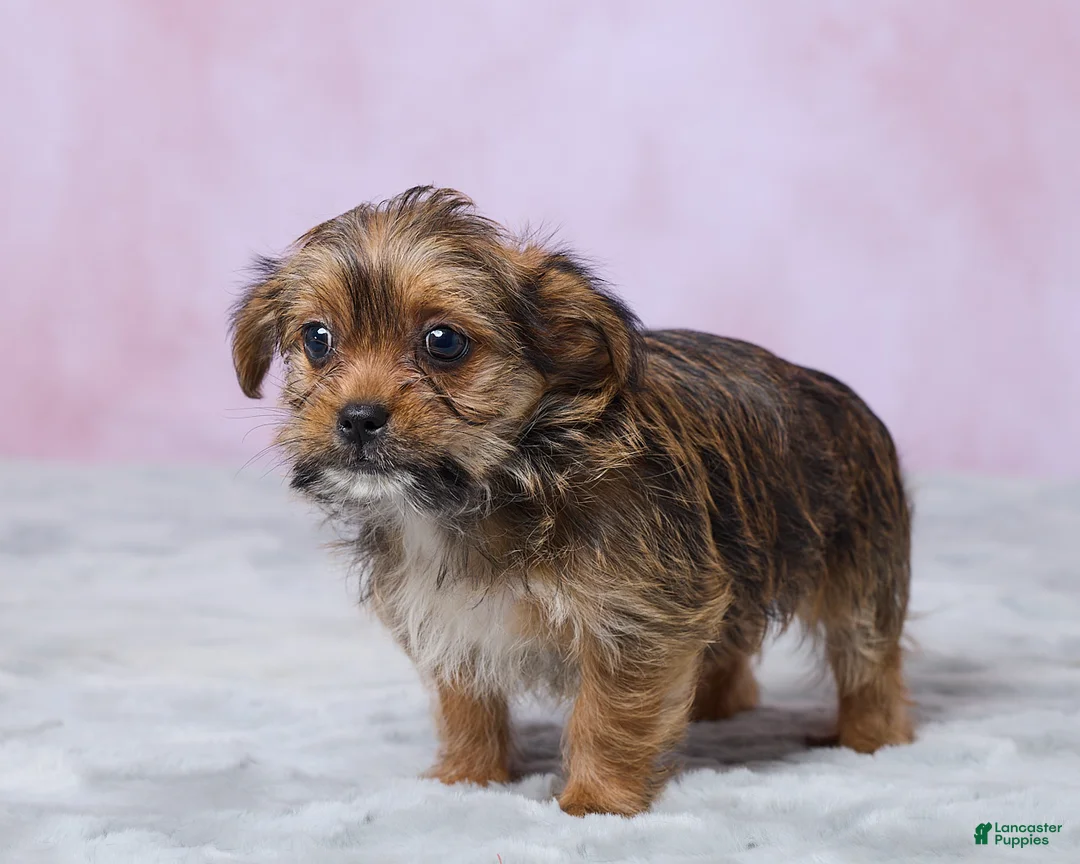 Shorkie dogs for sale: Lala - Ad 5