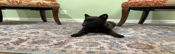 Belgian Malinois dogs for sale: Juneau - Ad 4