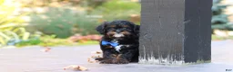 Cavapoo dogs for sale: Ash - Ad 2