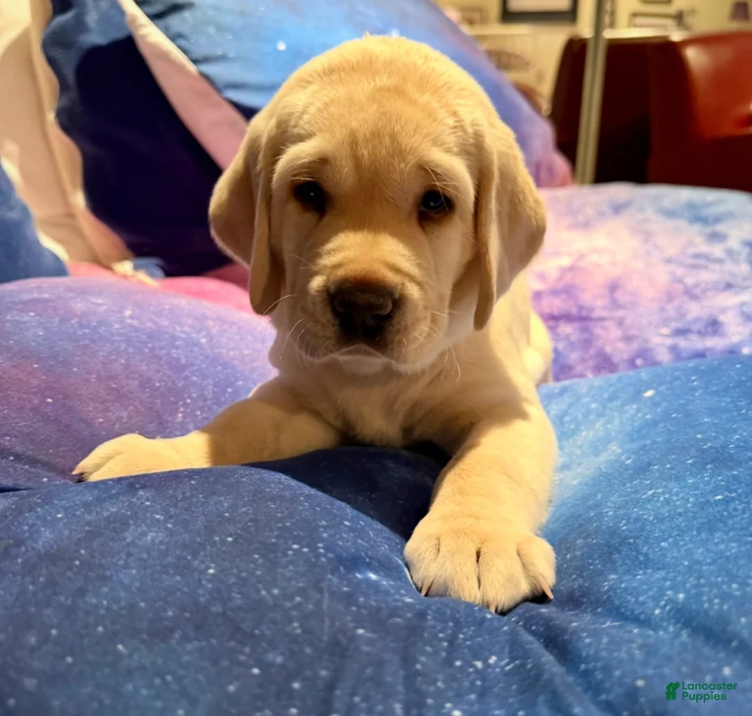 Labrador Retriever dogs for sale: Labrador Retriever Puppy 2 - Ad 4