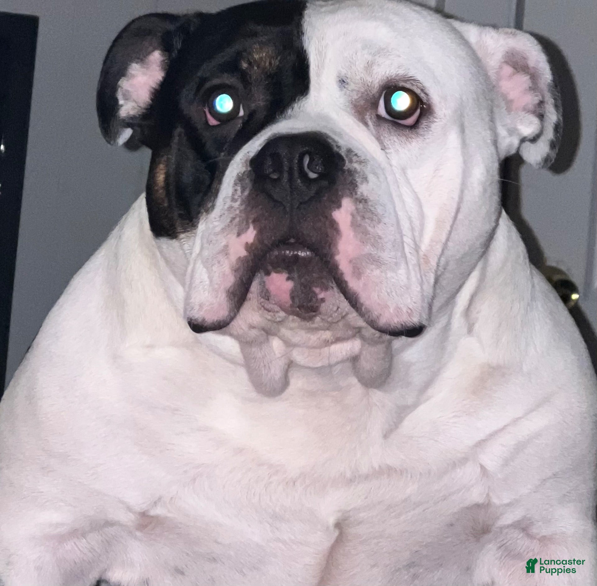 American Bully dogs for stud: American bully  - Ad 12