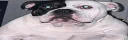 American Bully dogs for stud: American bully  - Ad 1