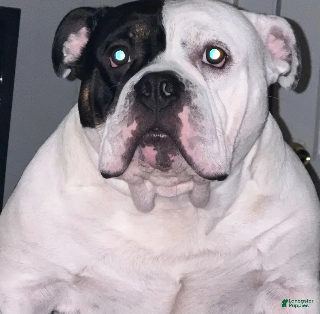 American Bully dogs for stud: American bully  - Ad 1