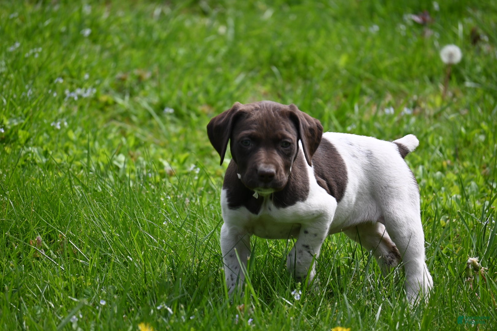 German Shorthaired Pointer dogs Brinley - Ad 3