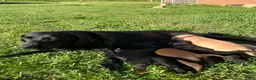 Labrador Retriever dogs for sale: Victory - Ad 13