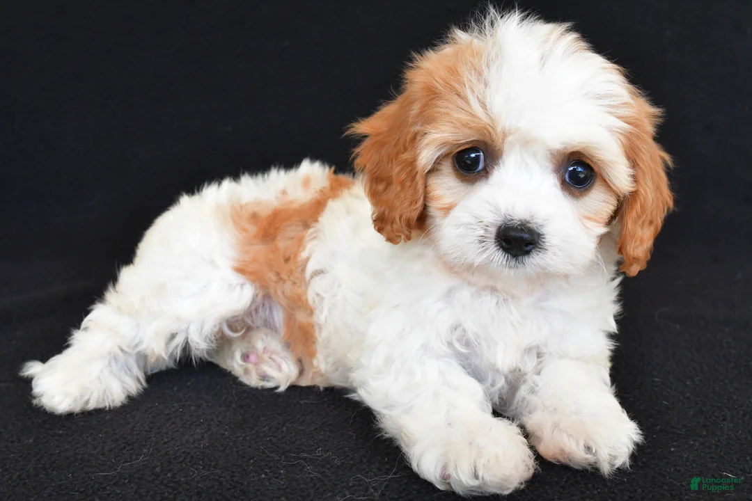 Cavapoo dogs for sale: Chloe - Ad 2