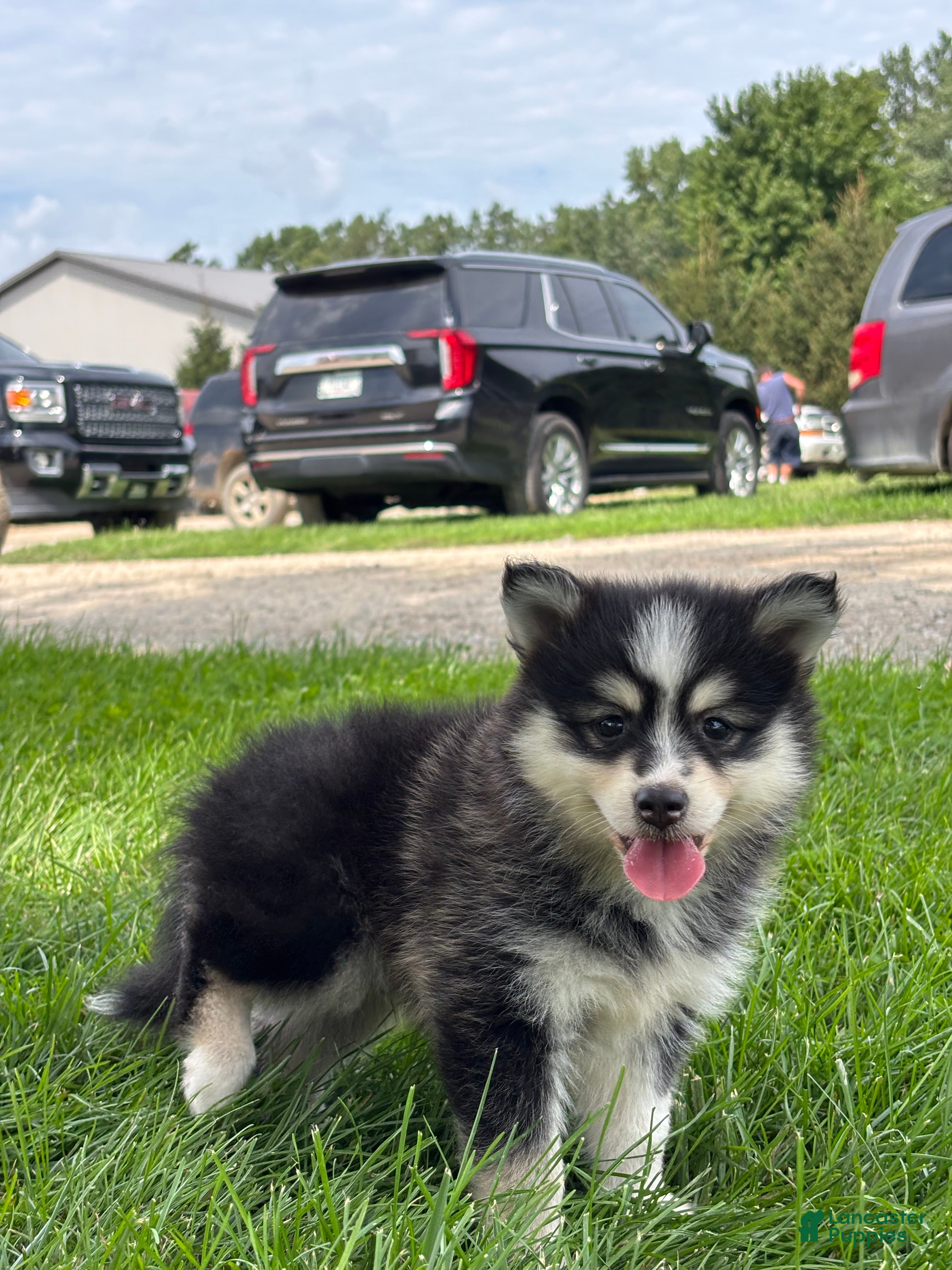 Pomsky dogs Donald - Ad 2