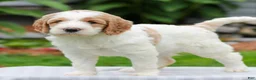 Miniature Labradoodle dogs for sale: Capri  - Ad 3