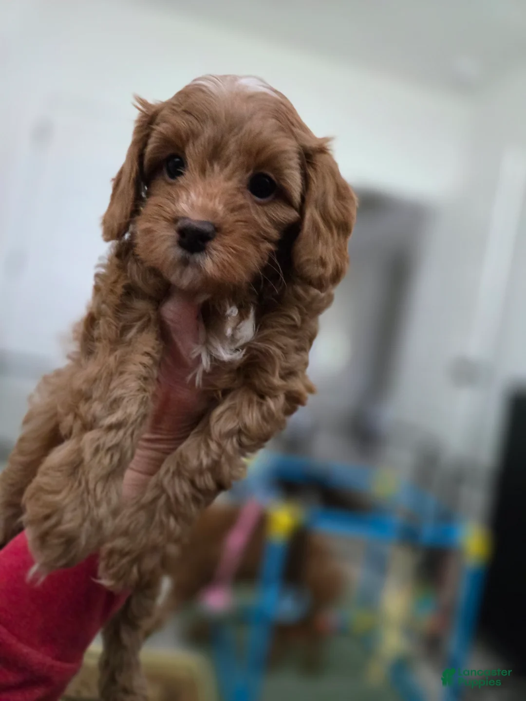 Cavapoo dogs for sale: Cavapoo Puppy 3 - Henry - Ad 1