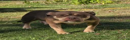 American Bully dogs for sale: Male 2 - Ad 3
