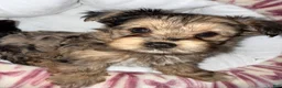 Yorkshire Terrier dogs for sale: Nala - Ad 8
