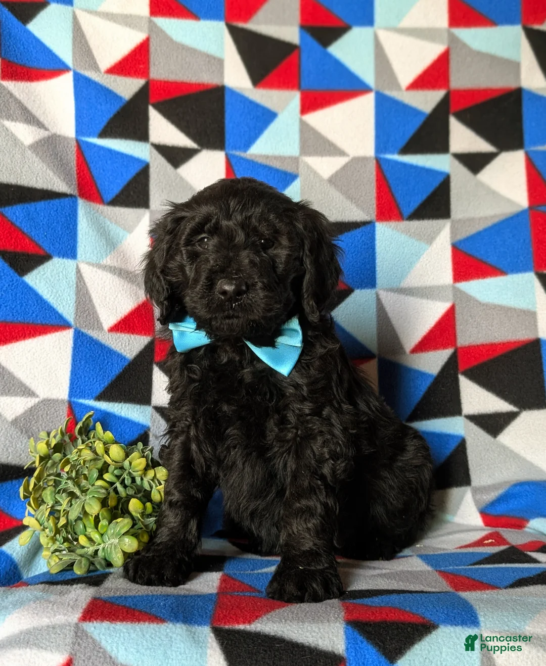 Goldendoodle dogs for sale: Davis Standard size Hypoallergenic - Ad 3