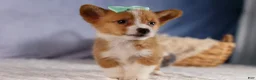 Welsh Corgi Pembroke dogs for sale: Bently💙 - Ad 9