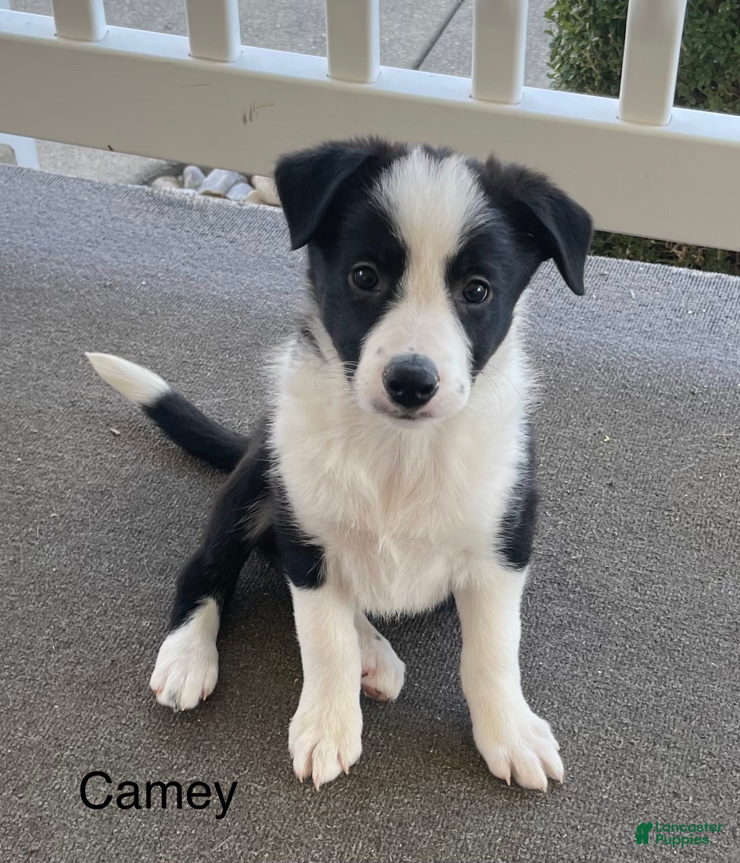 Border Collie dogs Border Collie Puppy 2 Camey - Ad 1