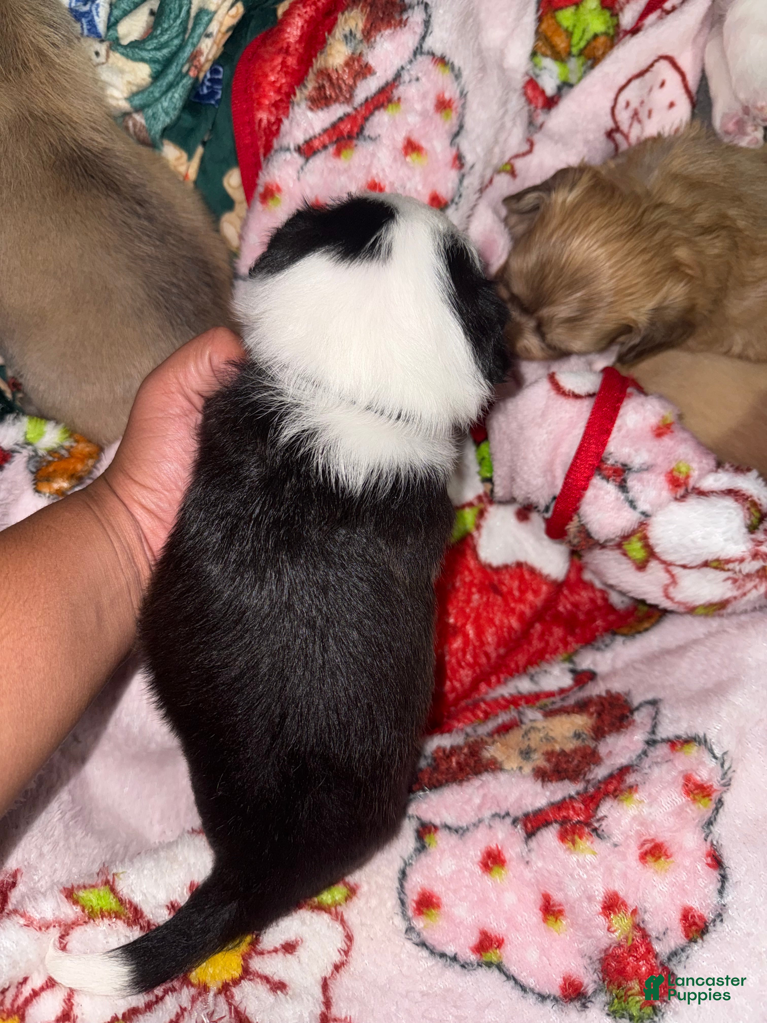 Mixed Breed dogs for sale: Mixed Breed 1 - Ad 3