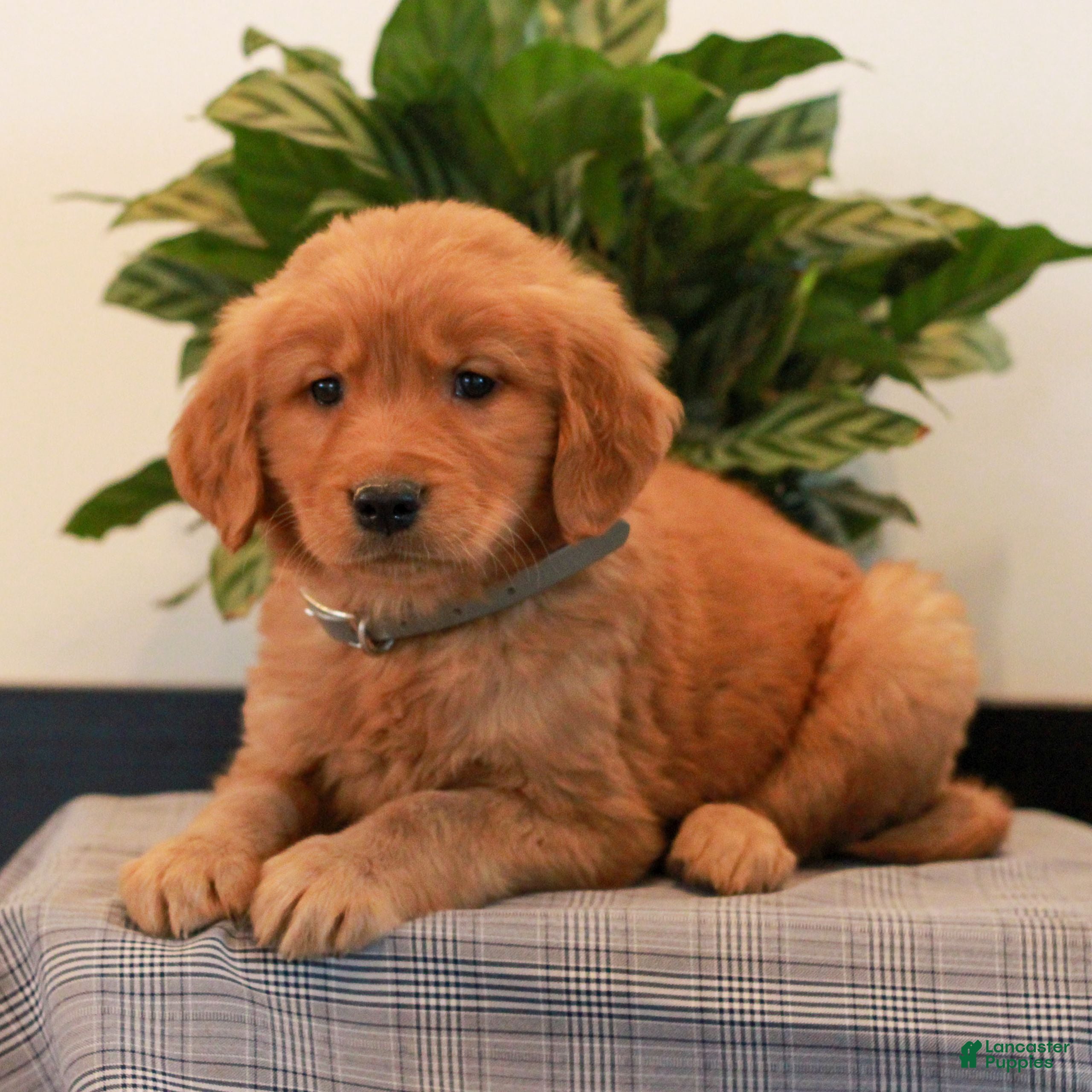 Golden Retriever dogs Justin  - Ad 2