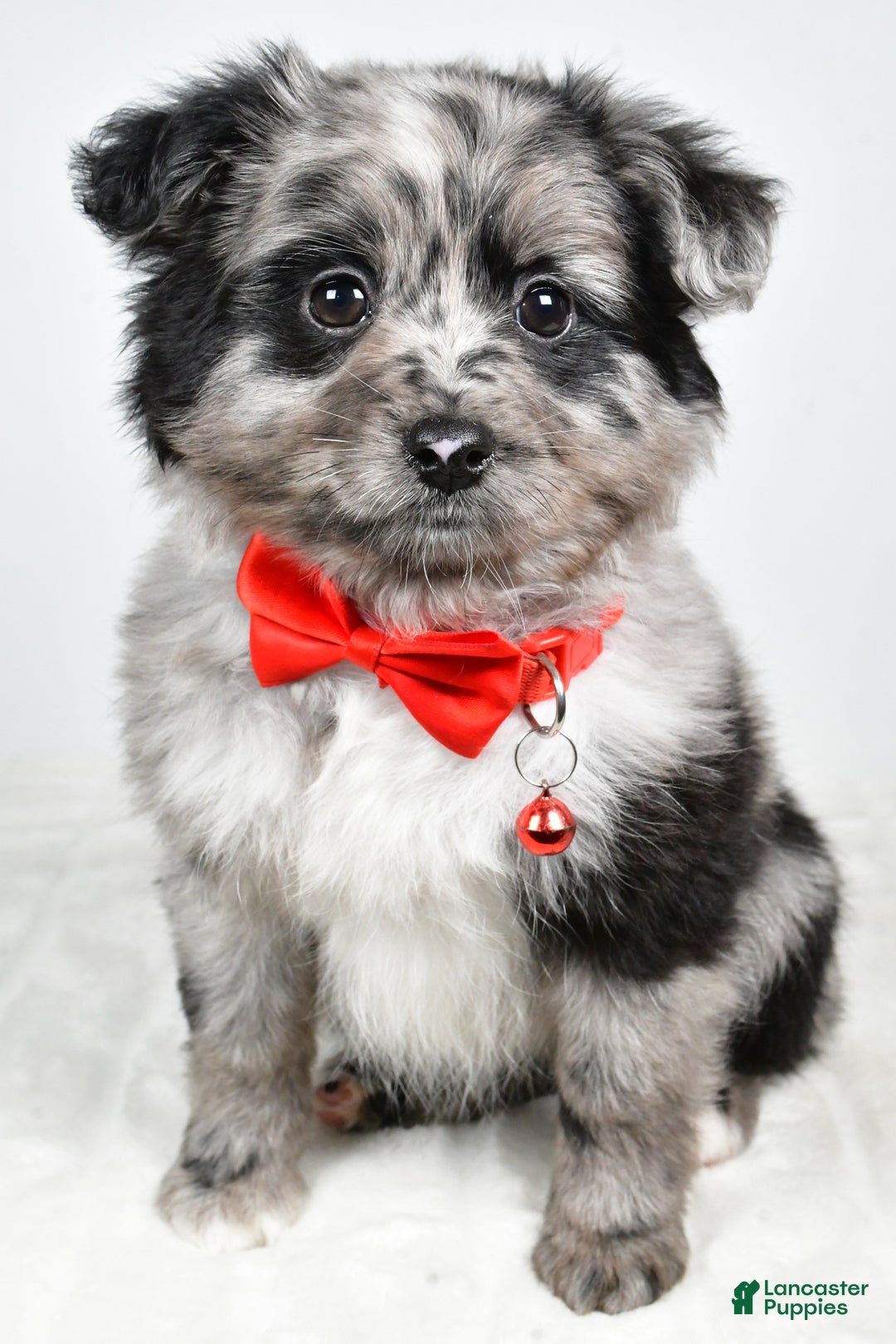 Mini Aussiedoodle dogs for sale: Blace - Ad 1