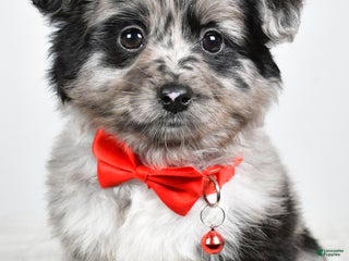 Mini Aussiedoodle dogs Blace - Ad 5