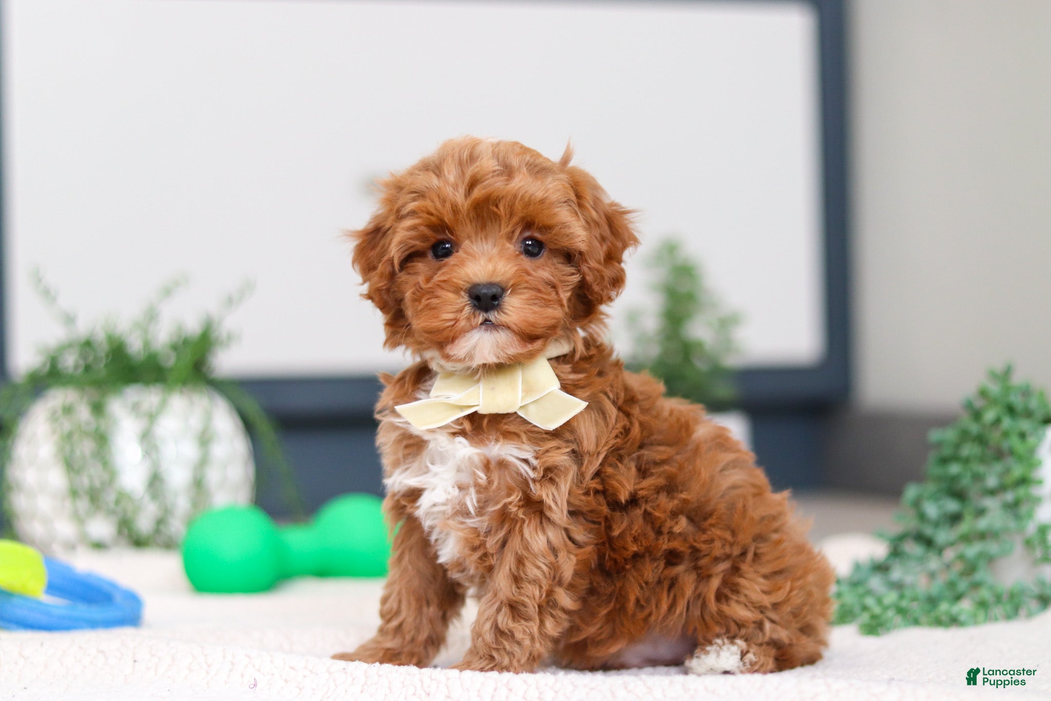Cavapoo dogs Izzy - Ad 2
