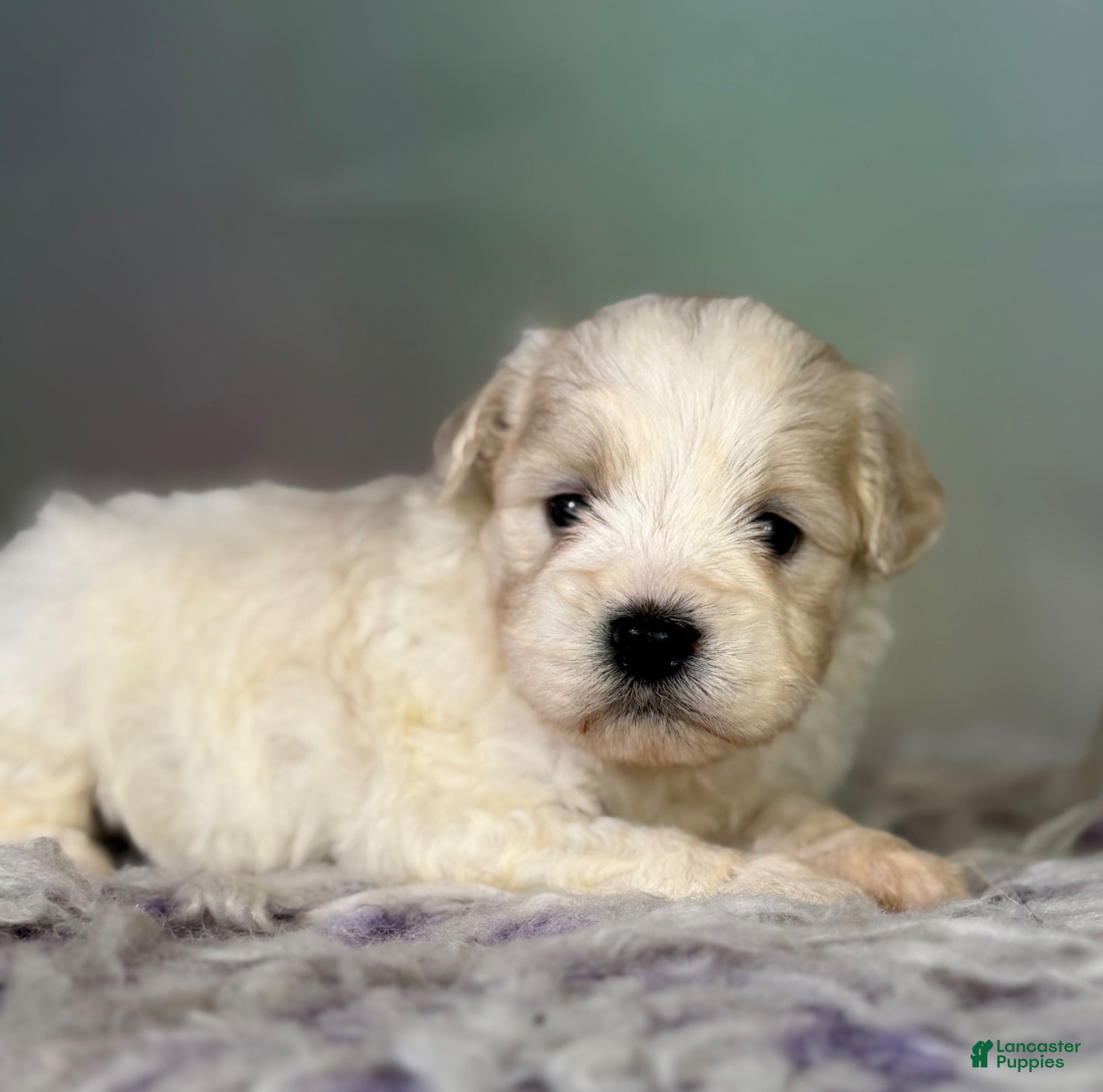 Schnoodle dogs Pongo - Ad 1