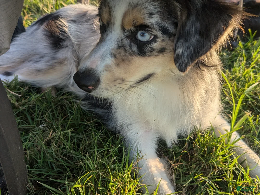 Miniature Australian Shepherd dogs for sale: Miniature Australian Shepherd Puppy 3 - Ad 2