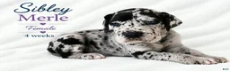 Great Dane dogs for sale: Sibley  - Ad 7