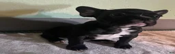 French Bulldog dogs for sale: Chanell - Ad 1