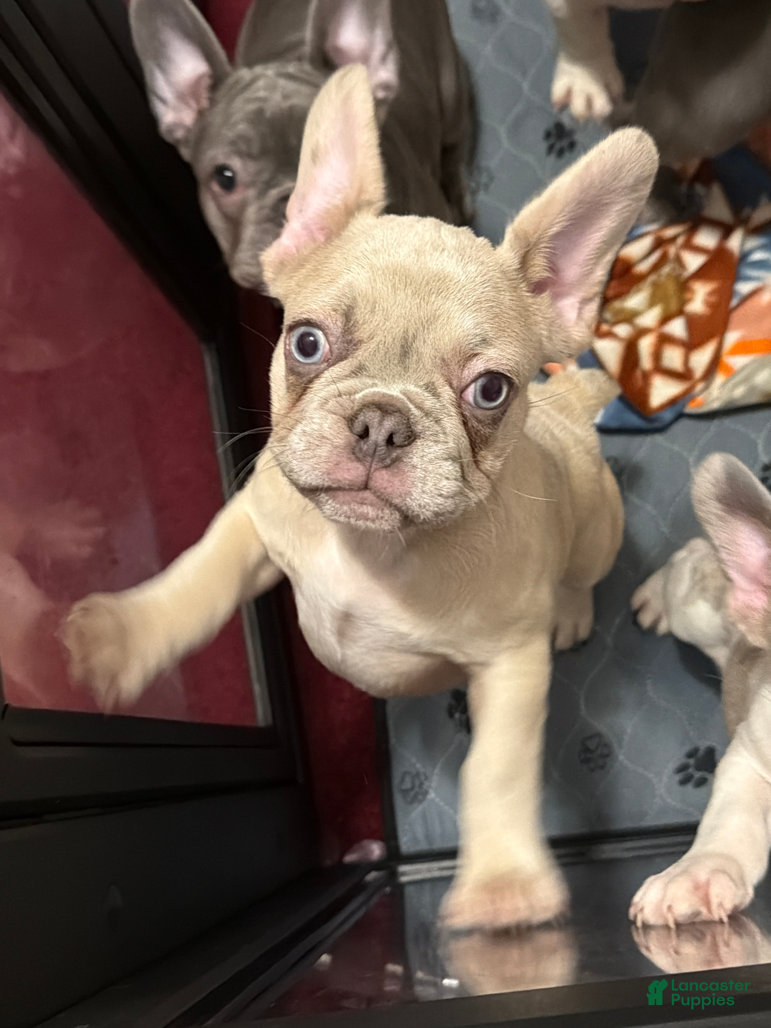 French Bulldog dogs for sale: Joey - Ad 4
