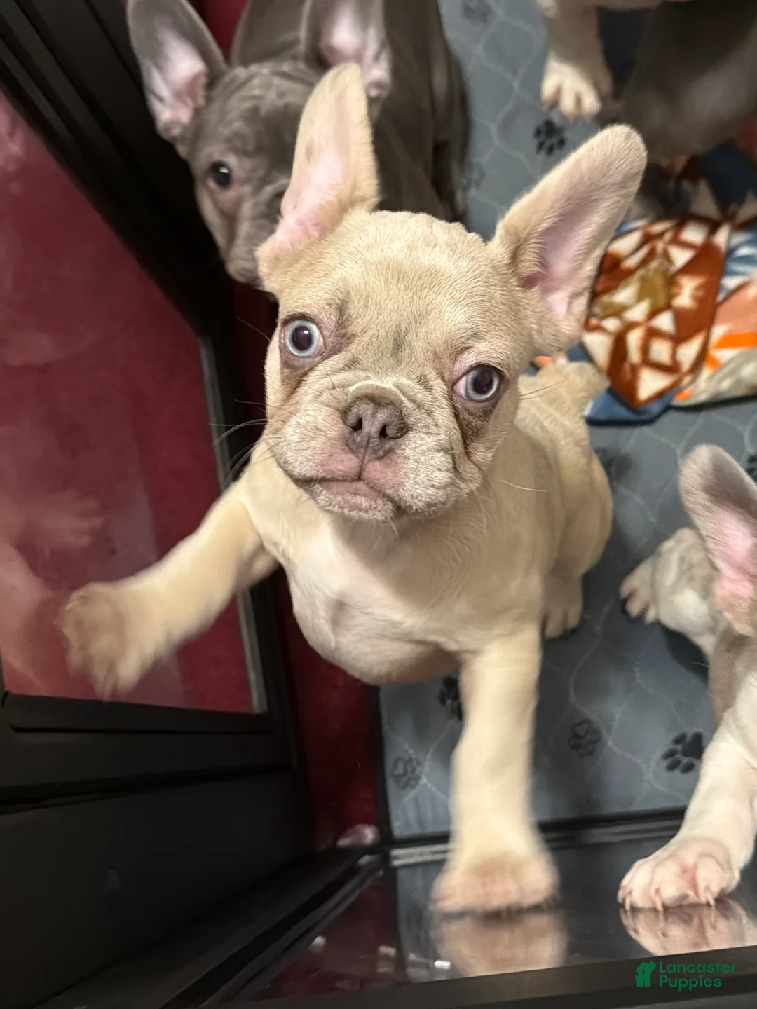 French Bulldog dogs for sale: Joey - Ad 1