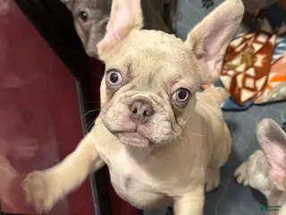French Bulldog dogs for sale: Joey - Ad 4