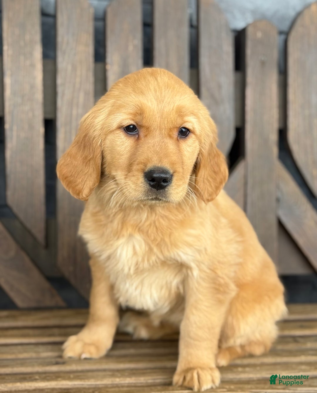 Golden Retriever dogs for sale: Trixie - Ad 3