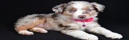 Miniature Australian Shepherd dogs for sale: Olivia - Ad 5