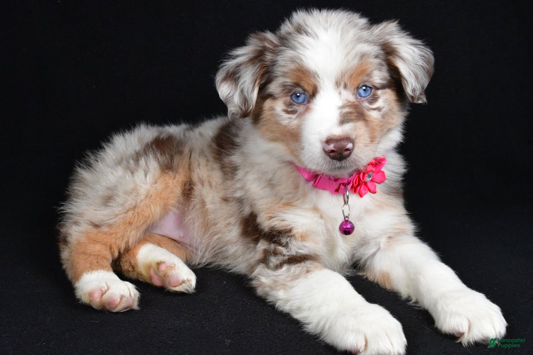 Miniature Australian Shepherd dogs for sale: Olivia - Ad 5