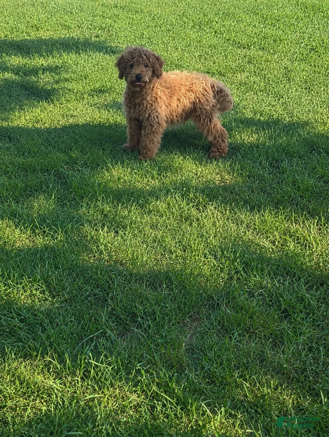 Cavapoo dogs for sale: Epic - Ad 2