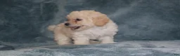 Miniature Poodle dogs for sale: Sara - Ad 5