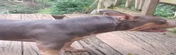 American Bully dogs for sale: American Bully 2 - Ad 10