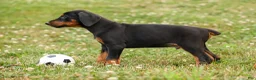 Doberman Pinscher dogs for sale: DIESEL - Ad 5