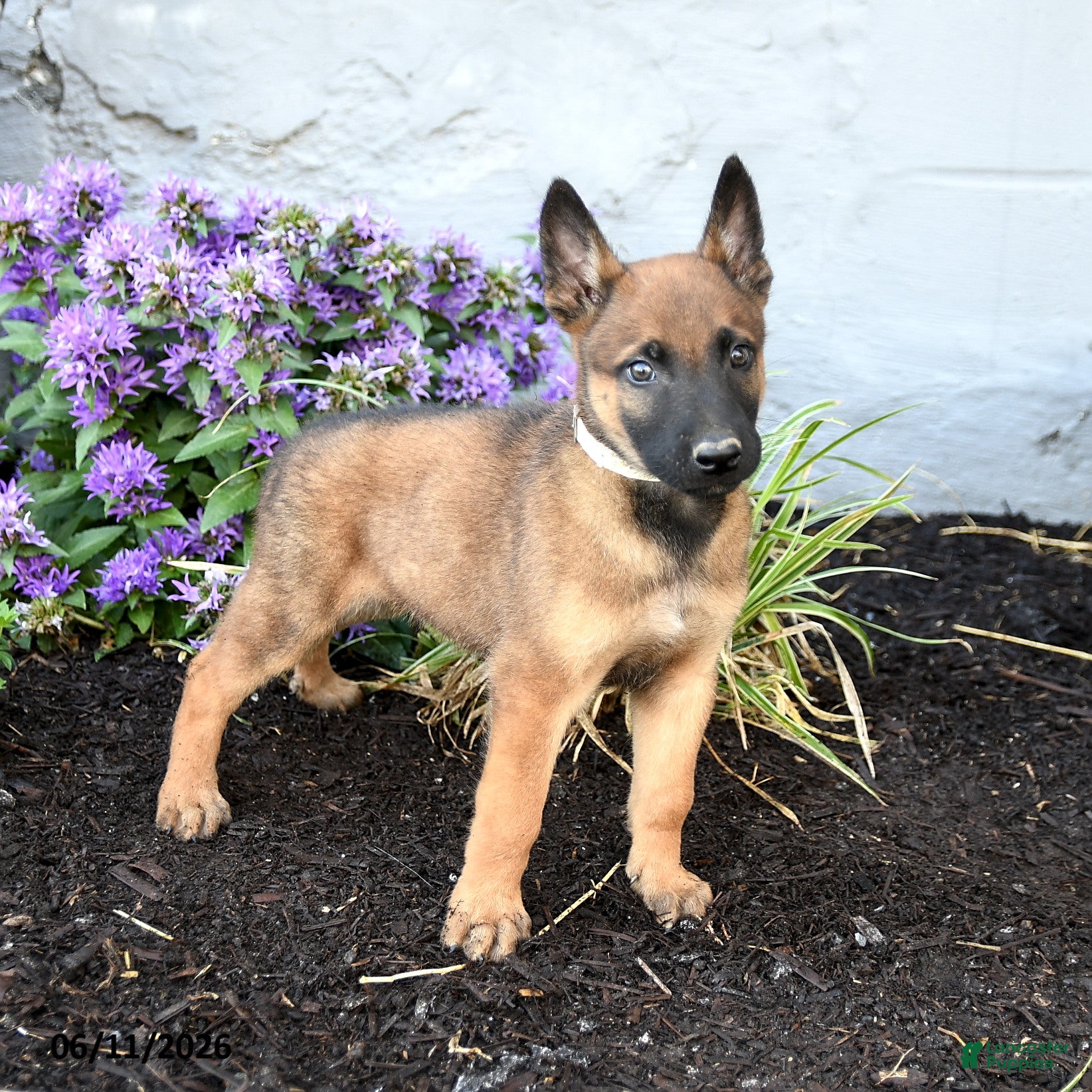 Belgian Malinois dogs Trooper - Ad 1