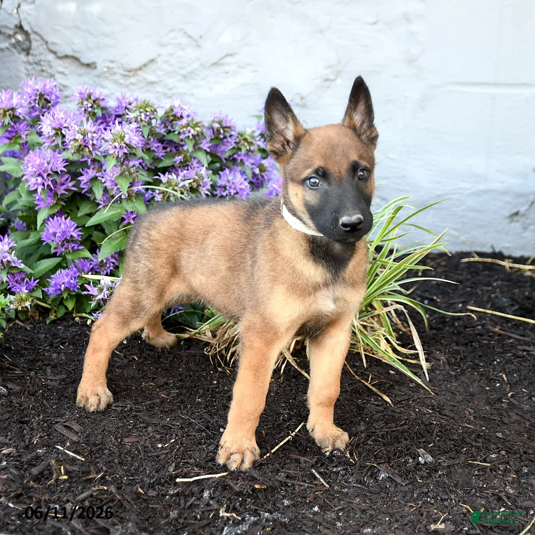 Belgian Malinois dogs for sale: Trooper - Ad 1