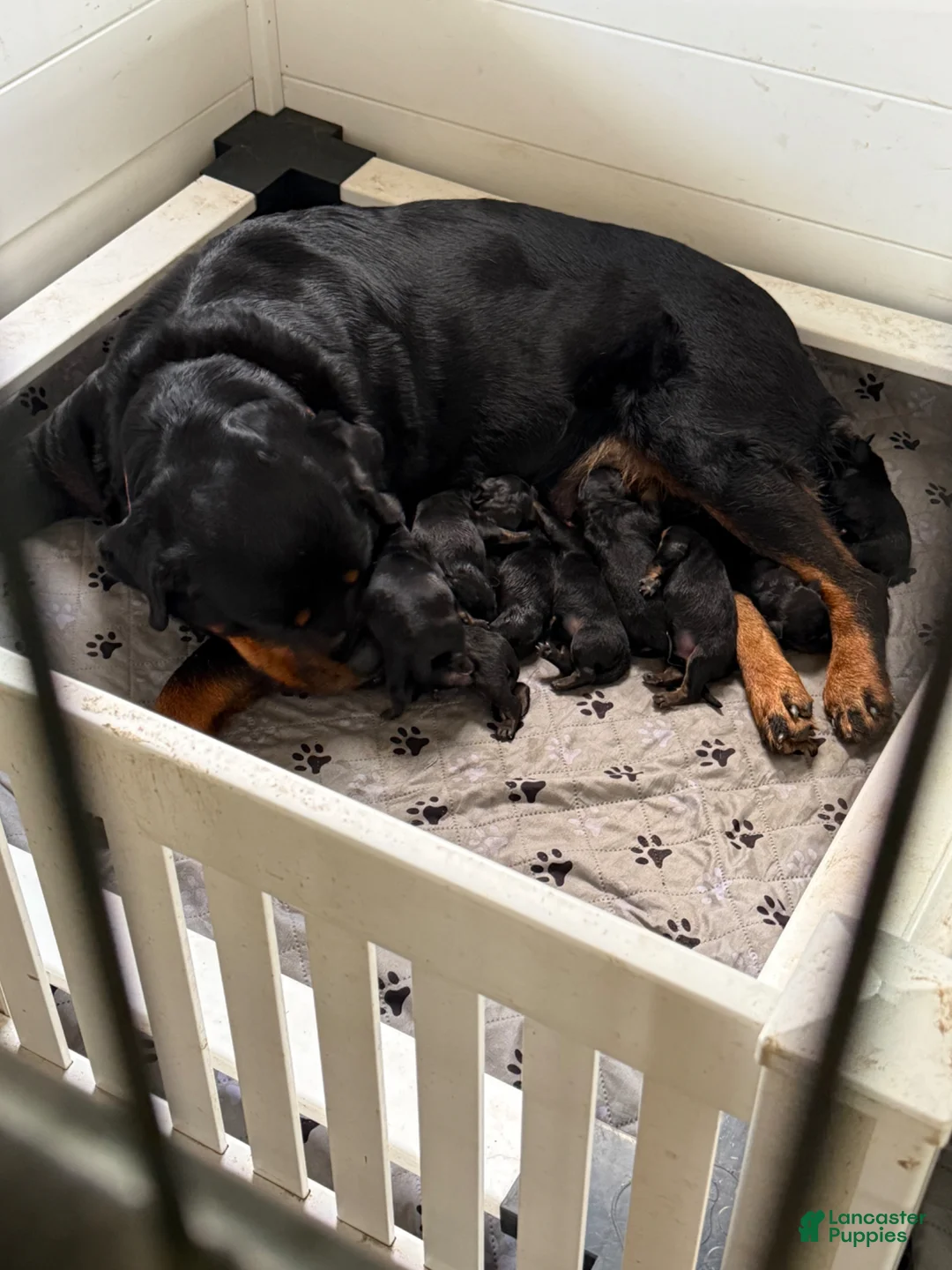 Rottweiler dogs for sale: Rottweiler Puppy 3 - Ad 2