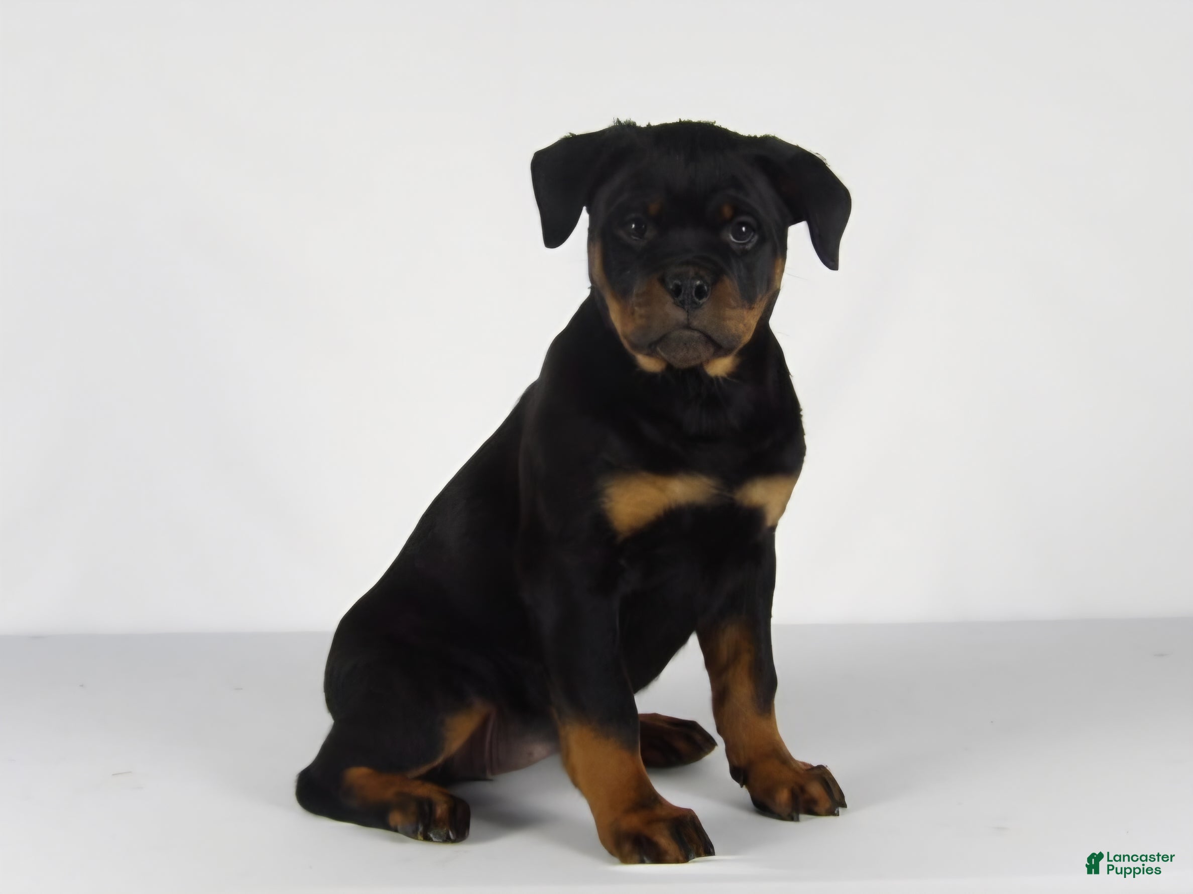Rottweiler dogs Rottweiler Puppy 7 - Ad 1