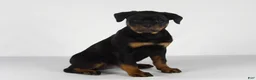 Rottweiler dogs for sale: Rottweiler Puppy 7 - Ad 1