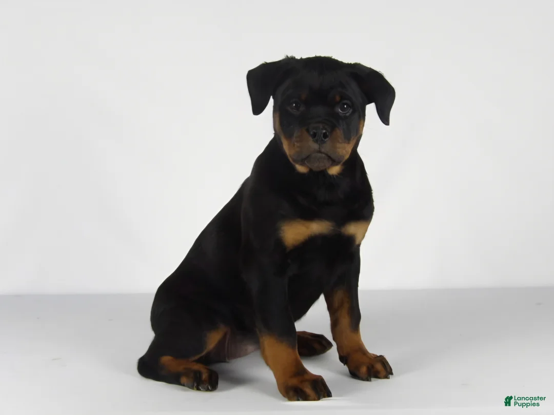 Rottweiler dogs for sale: Rottweiler Puppy 7 - Ad 1