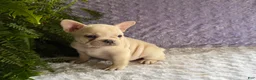 French Bulldog dogs for sale: Tea Cup - Ad 4