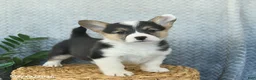 Welsh Corgi Pembroke dogs for sale: Polly  - Ad 3