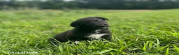 Mixed Breed dogs for sale: Lindsay - Ad 5
